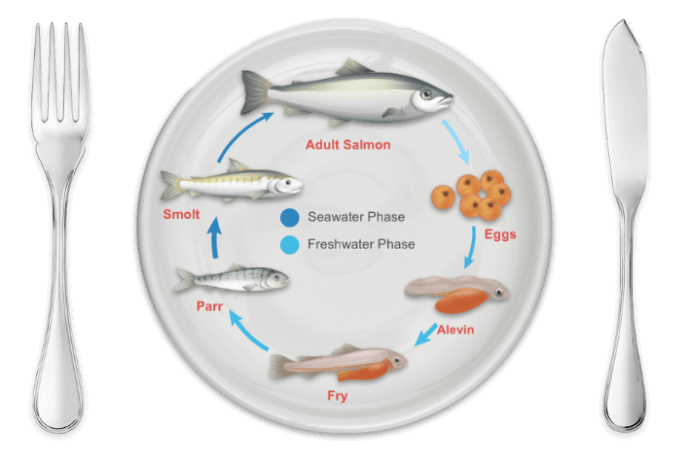 Salmon Lifecycle